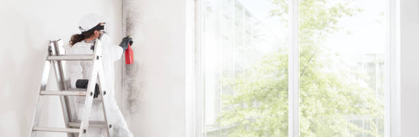 Best Mold Documentation for Insurance Claims  in Buena Vista, CO